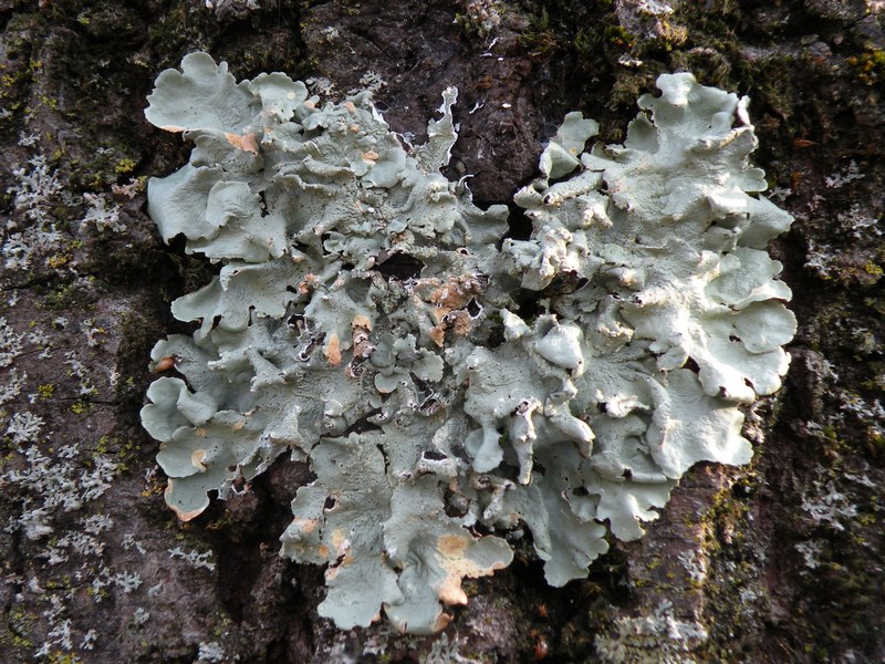 Lichene su vecchio acero